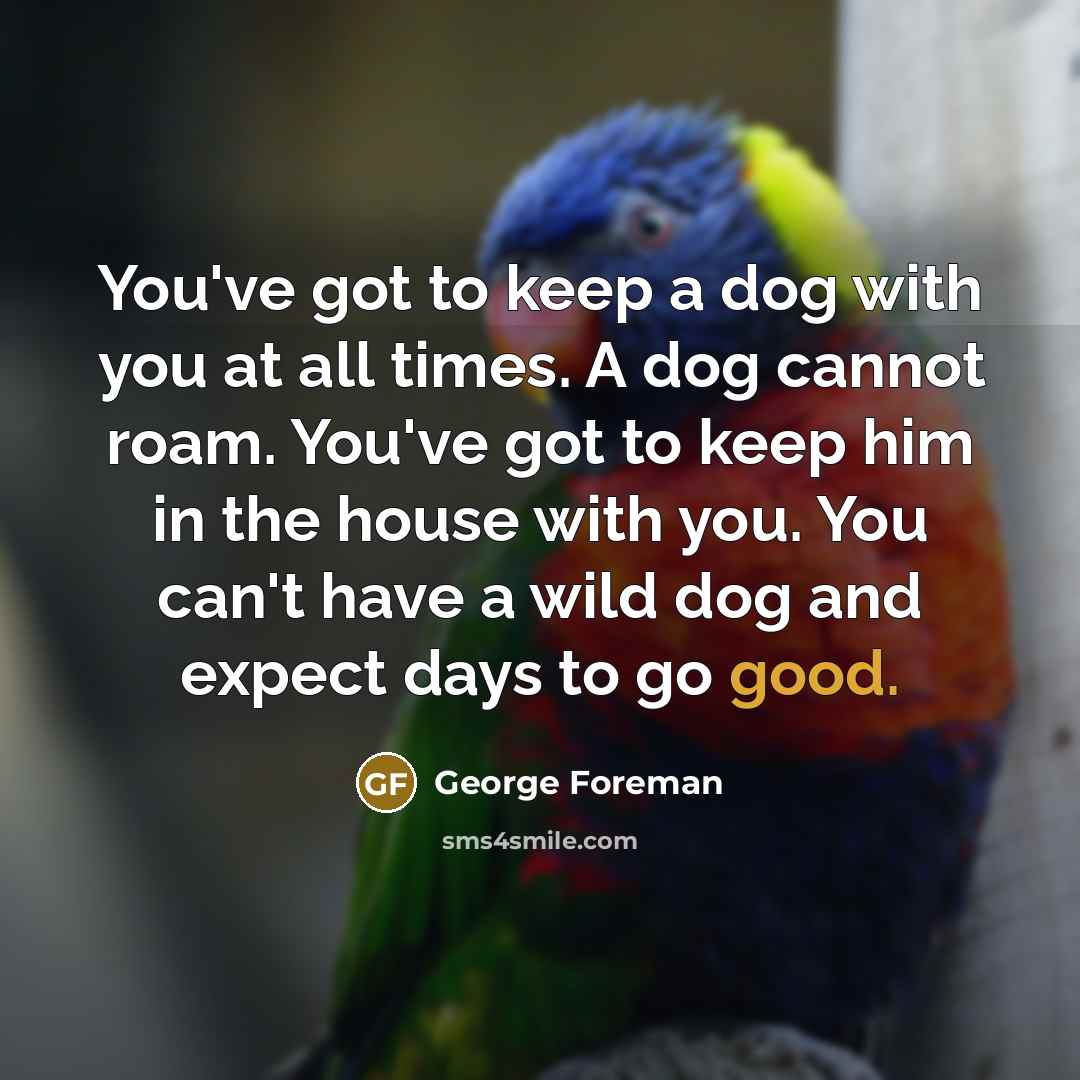 “You've got to keep a dog with you at all times. A dog cannot roam. You've got to keep him in the house with you. You can't have a wild dog and expect days to go good.” quote by George Foreman