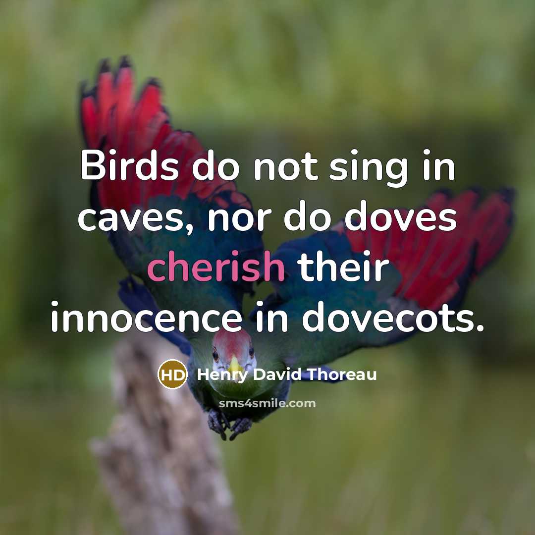 “Birds do not sing in caves, nor do doves cherish…” quote by Henry David Thoreau