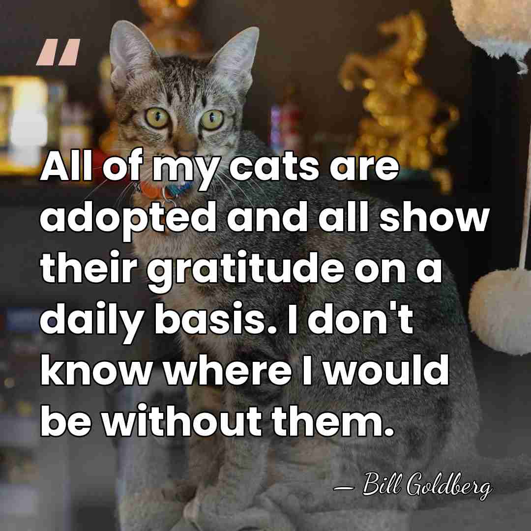 All of my cats are adopted and all show their gratitude on&hellip; - Bill Goldberg