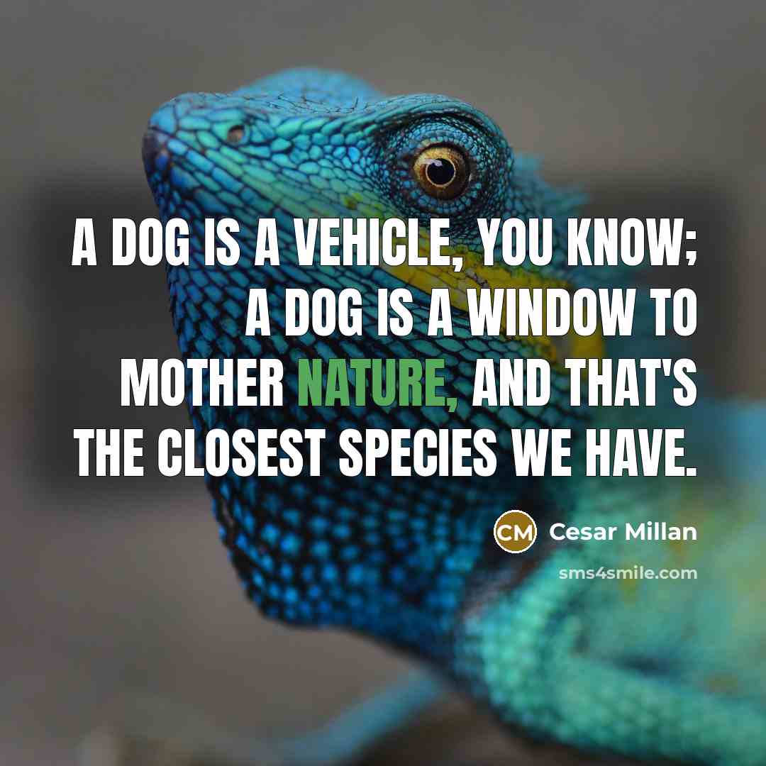 “A dog is a vehicle, you know; a dog is a window to Mother Nature, and that's the closest species we have.” quote by Cesar Millan