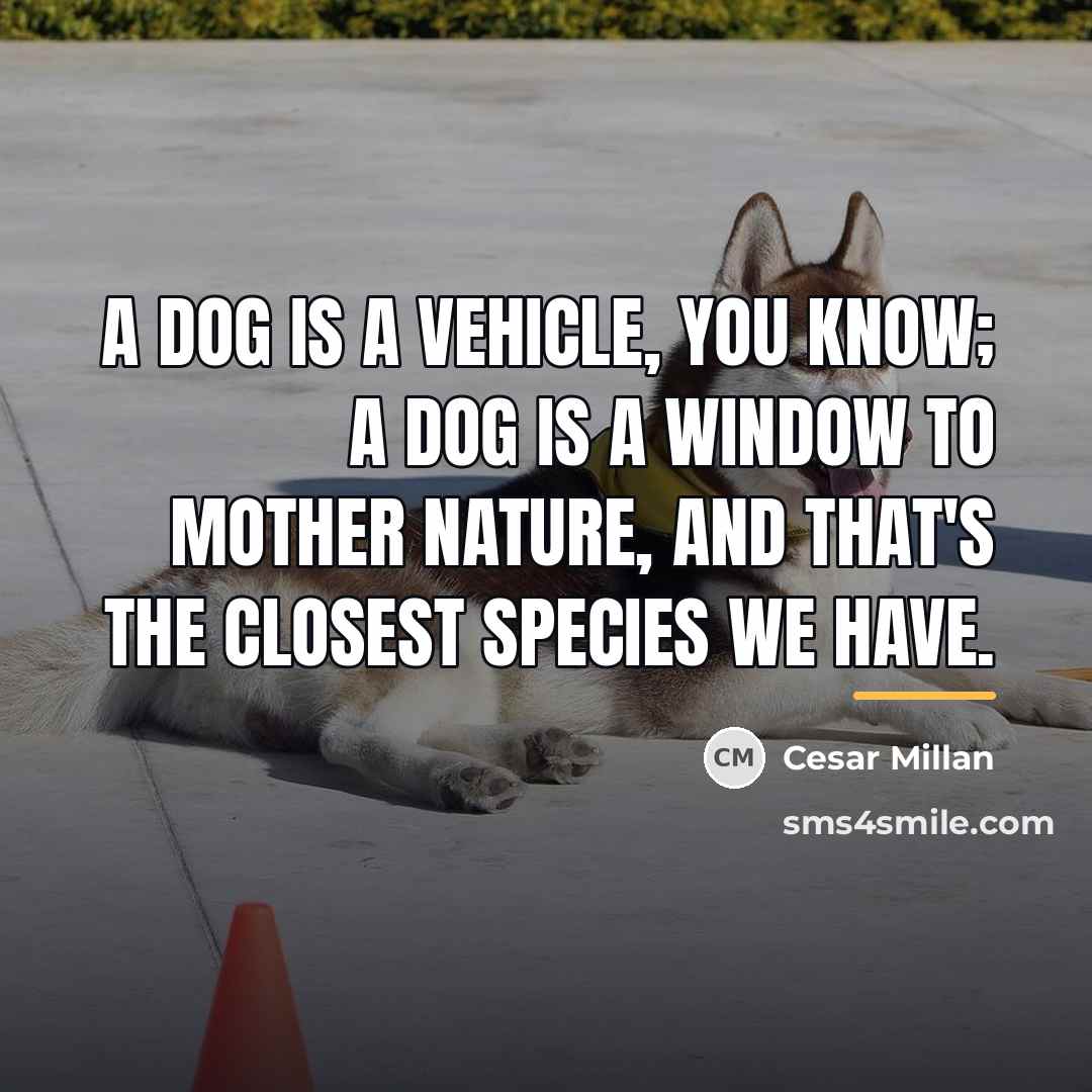 “A dog is a vehicle, you know; a dog is…” quote by Cesar Millan
