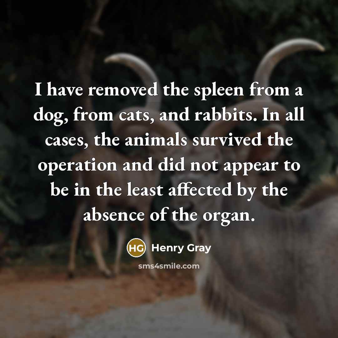 “I have removed the spleen from a dog, from cats,…” quote by Henry Gray