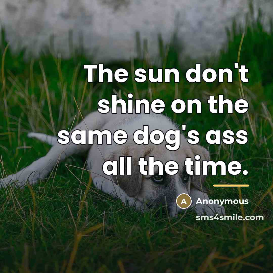“The sun don't shine on the same dog's ass all…” quote by Anonymous