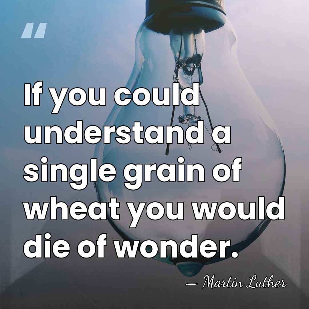 If you could understand a single grain of wheat you would die&hellip; - Martin Luther