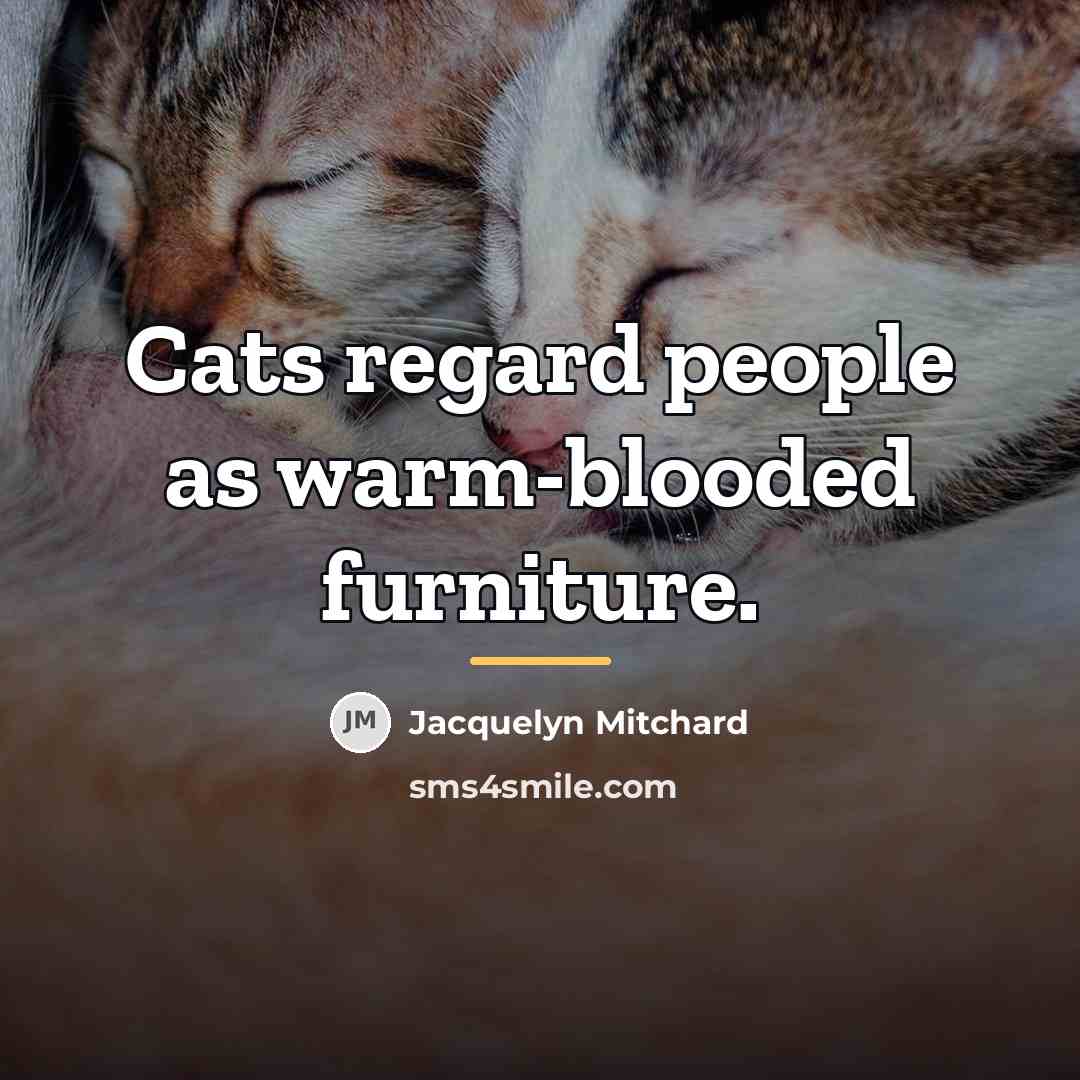 “Cats regard people as warm-blooded furniture.…” quote by Jacquelyn Mitchard