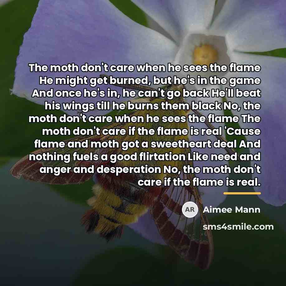 “The moth don't care when he sees the flame He…” quote by Aimee Mann