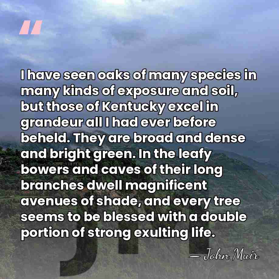 I have seen oaks of many species in many kinds of exposure&hellip; - John Muir