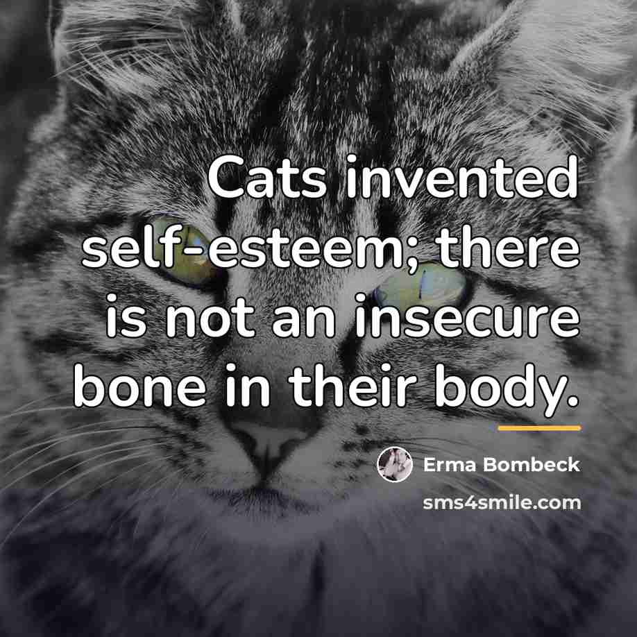 “Cats invented self-esteem; there is not an insecure bone in…” quote by Erma Bombeck
