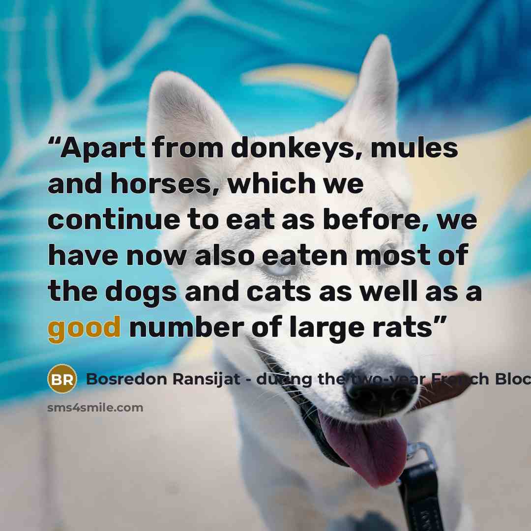 “Apart from donkeys, mules and horses, which we continue to eat as before, we have now also eaten most of the dogs and cats as well as a good number of large rats” quote by Bosredon Ransijat - during the two-year French Blockade of Malta in 1800
