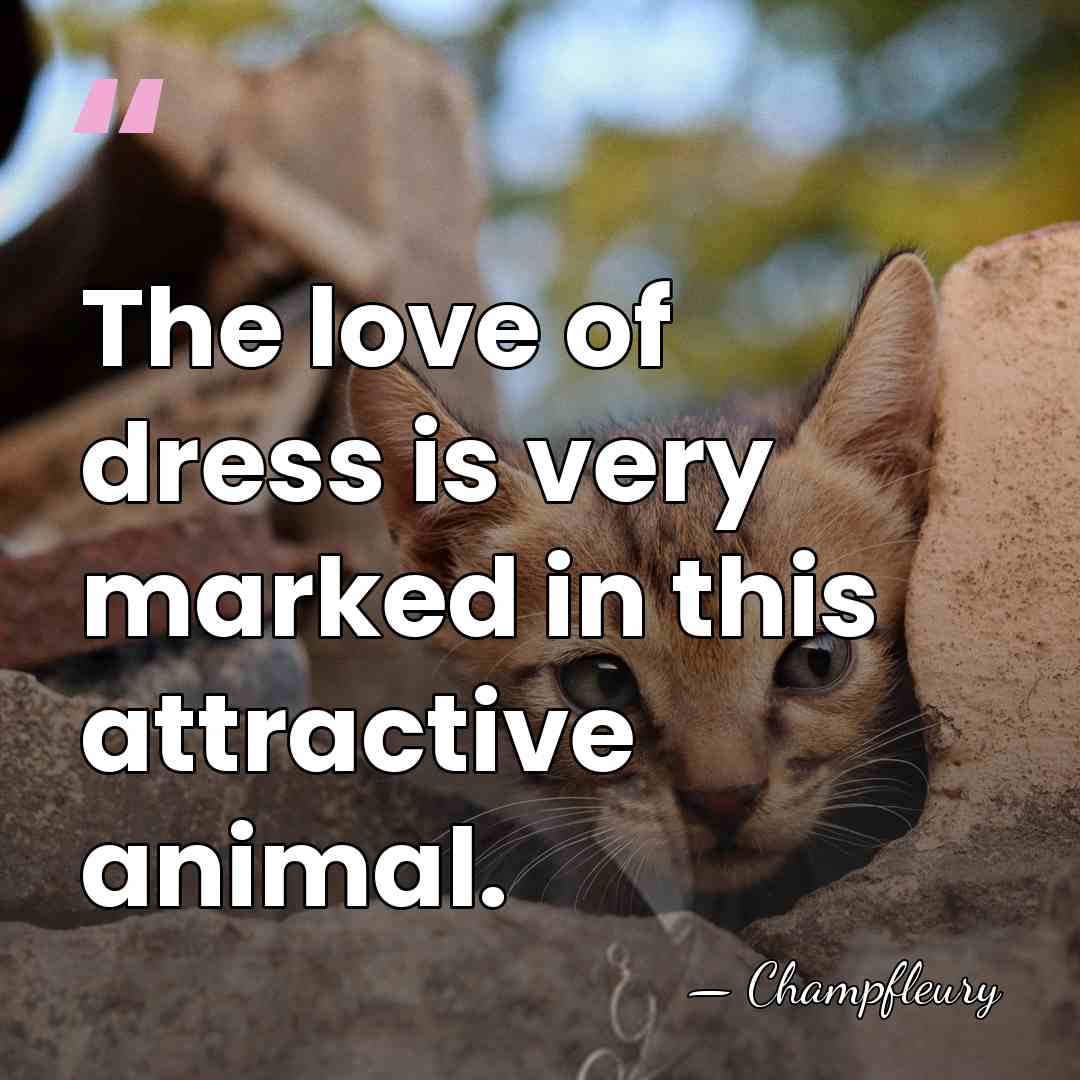 The love of dress is very marked in this attractive animal. - Champfleury