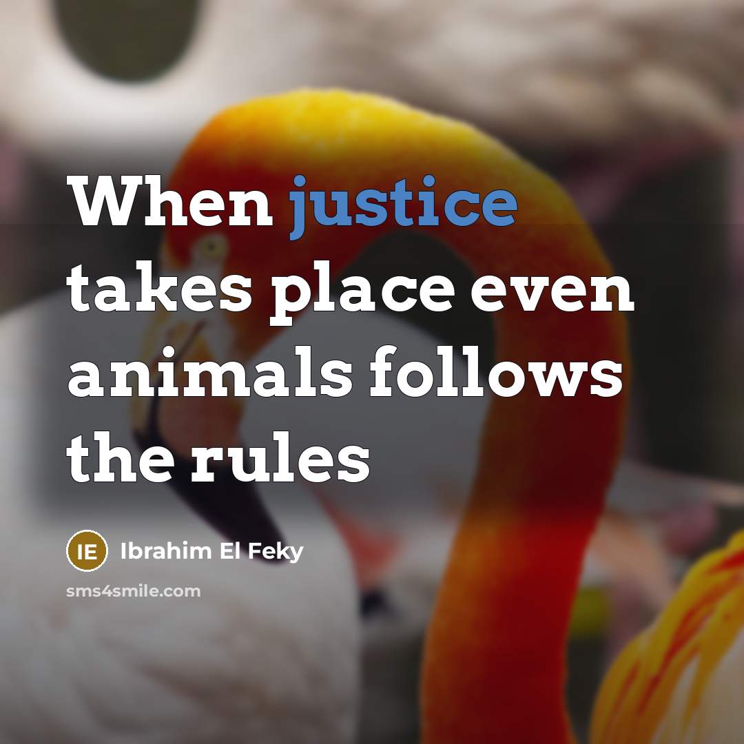 “When justice takes place even animals follows the rules” quote by Ibrahim El Feky