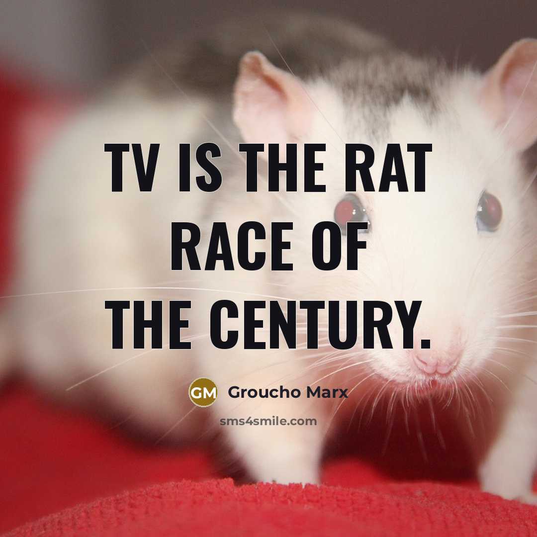 “TV is the rat race of the century.…” quote by Groucho Marx
