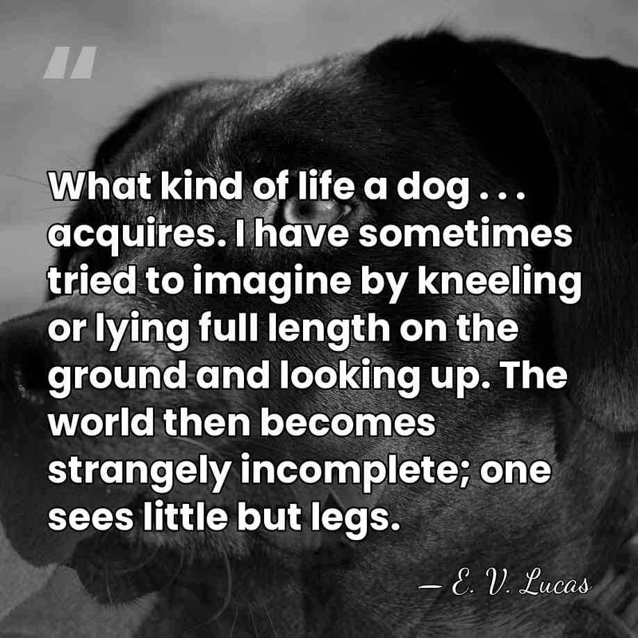 What kind of life a dog . . . acquires. I have&hellip; - E. V. Lucas