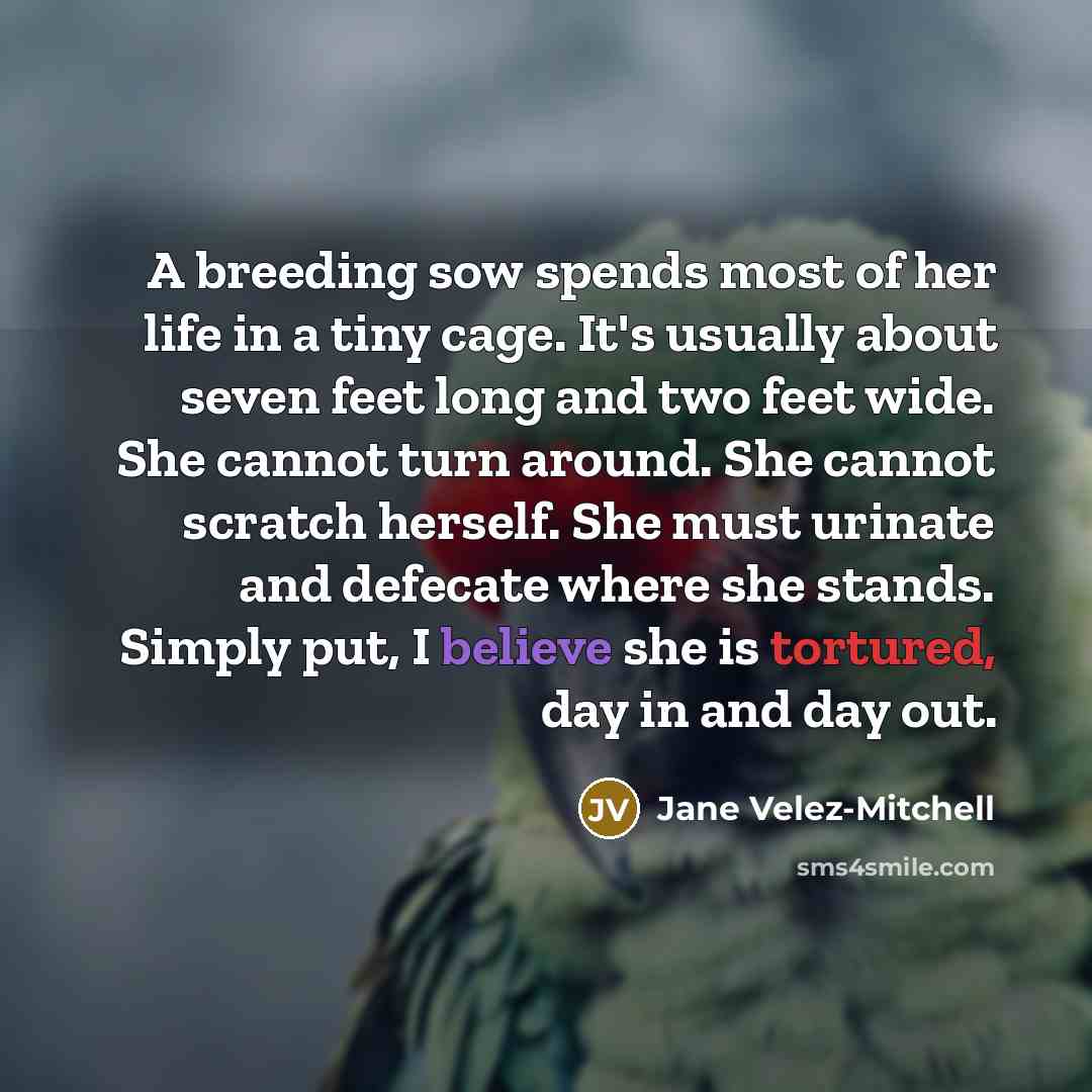 “A breeding sow spends most of her life in a…” quote by Jane Velez-Mitchell