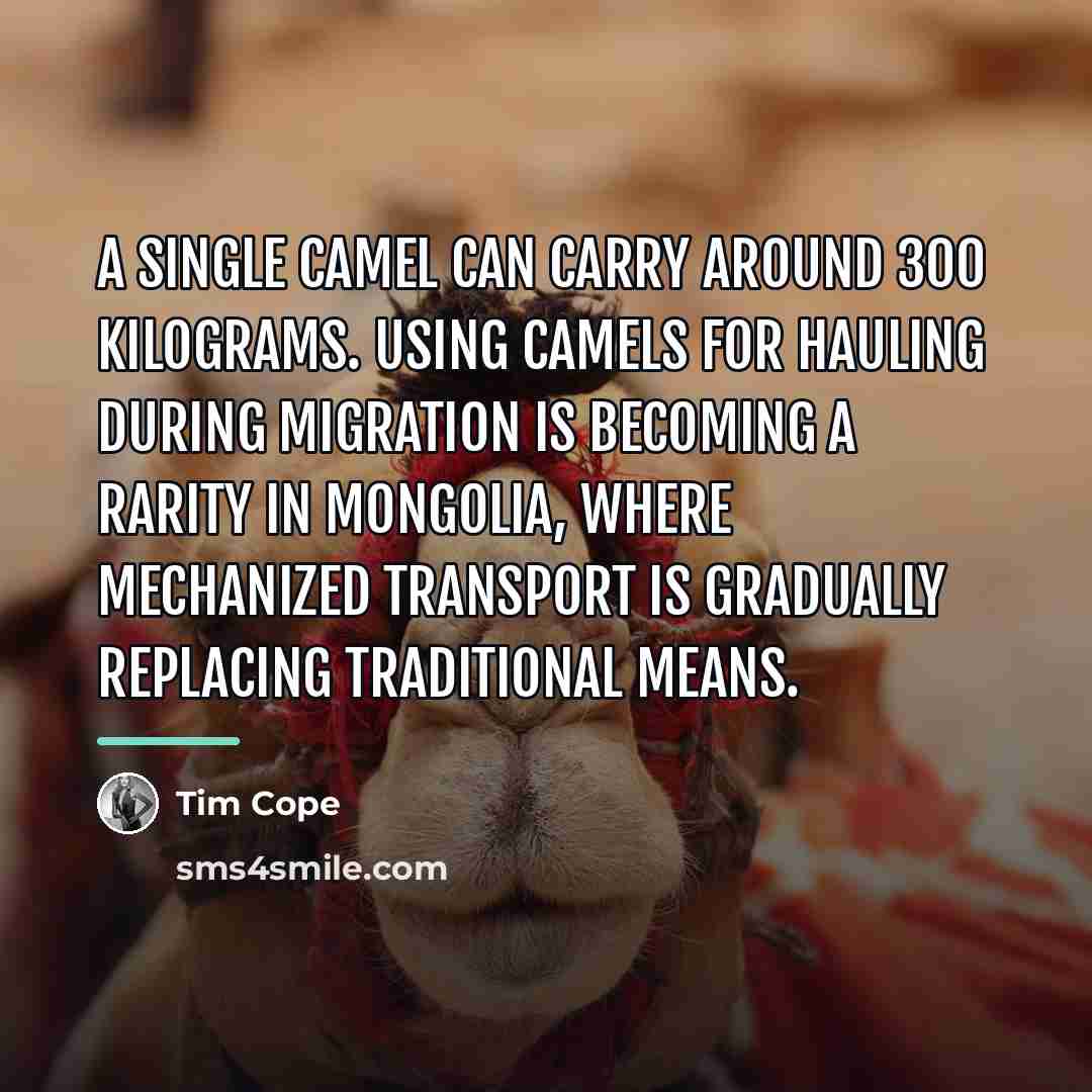 “A single camel can carry around 300 kilograms. Using camels…” quote by Tim Cope