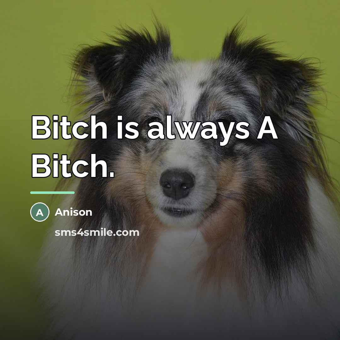 “Bitch is always A Bitch.…” quote by Anison