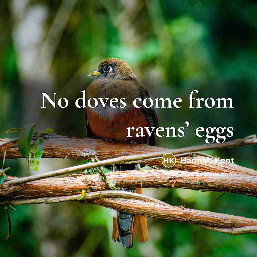 “No doves come from ravens’ eggs” quote by Hannah Kent