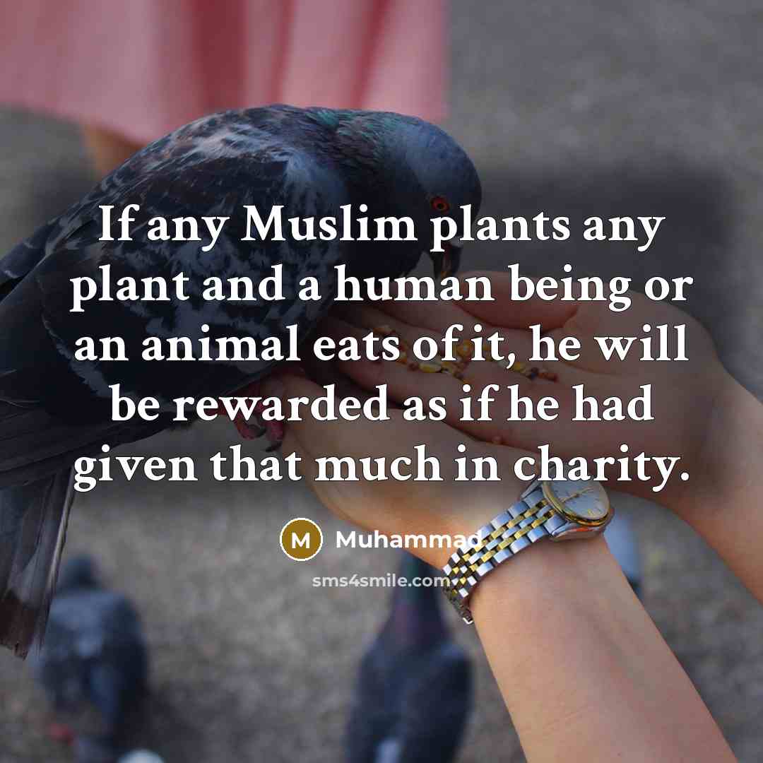 “If any Muslim plants any plant and a human being or an animal eats of it, he will be rewarded as if he had given that much in charity.” quote by Muhammad