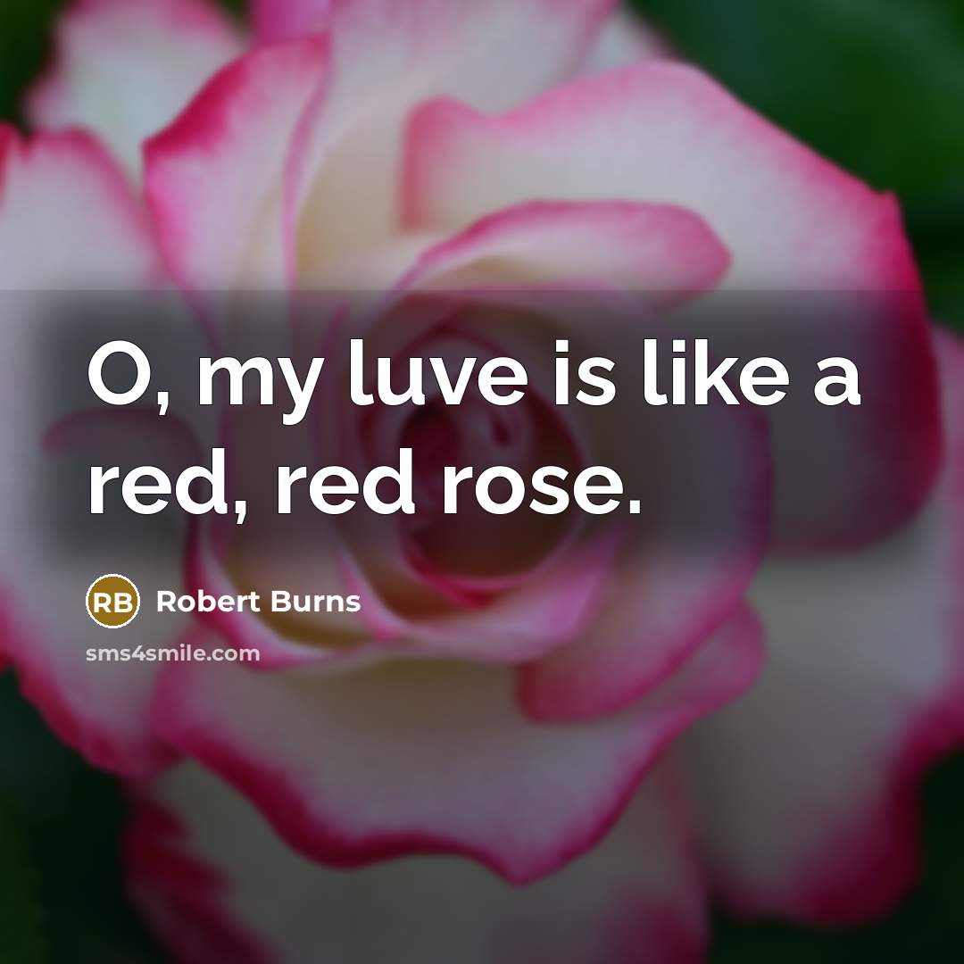 “O, my luve is like a red, red rose.…” quote by Robert Burns