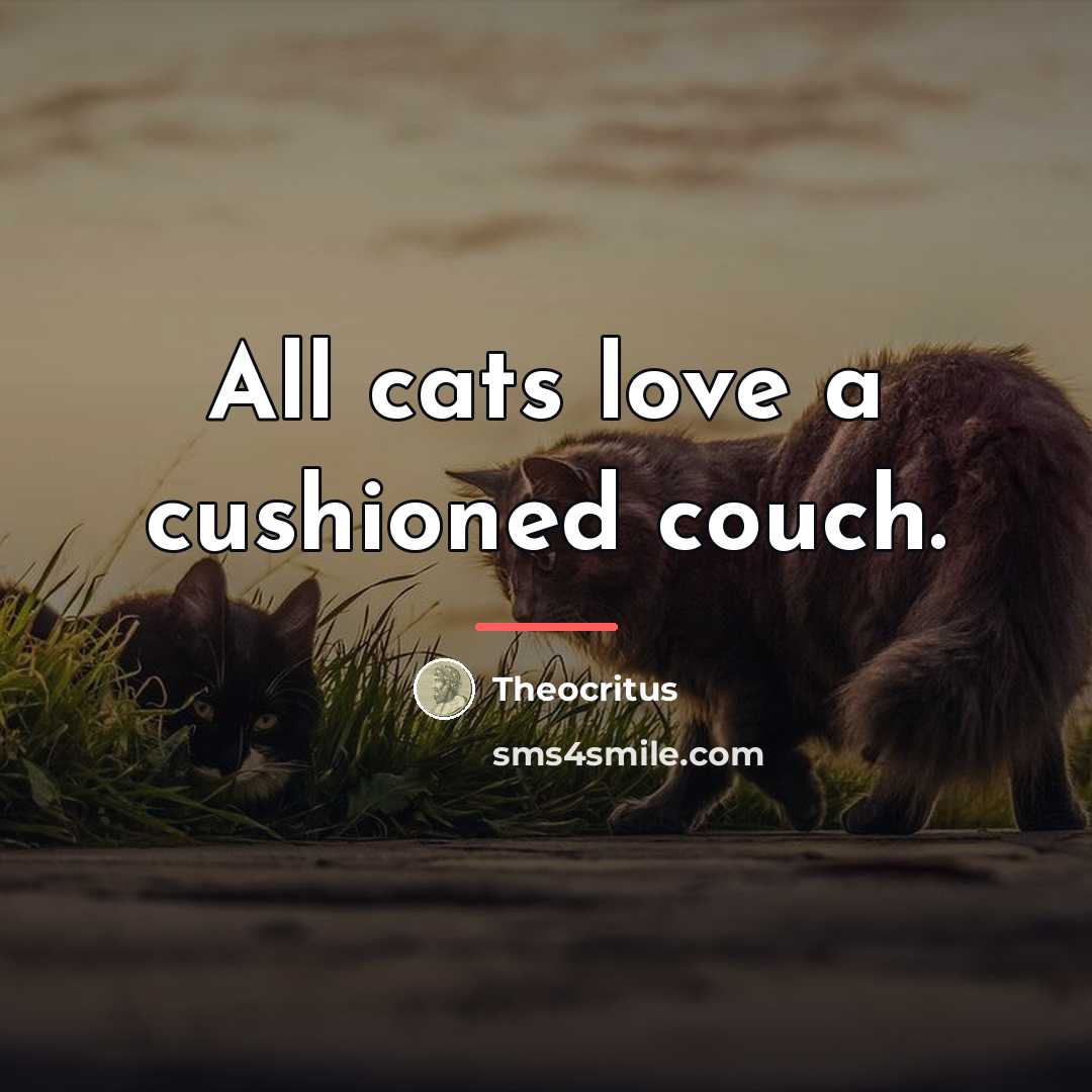 “All cats love a cushioned couch.…” quote by Theocritus
