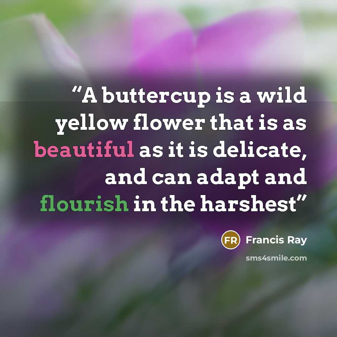 “A buttercup is a wild yellow flower that is as beautiful as it is delicate, and can adapt and flourish in the harshest” quote by Francis Ray