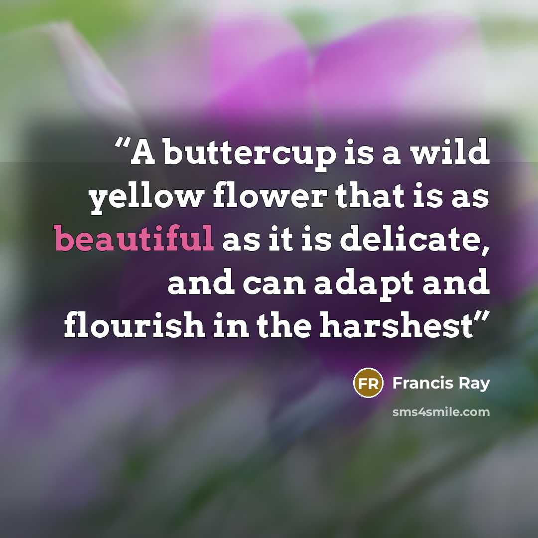 “A buttercup is a wild yellow flower that is as beautiful as it is delicate, and can adapt and flourish in the harshest” quote by Francis Ray
