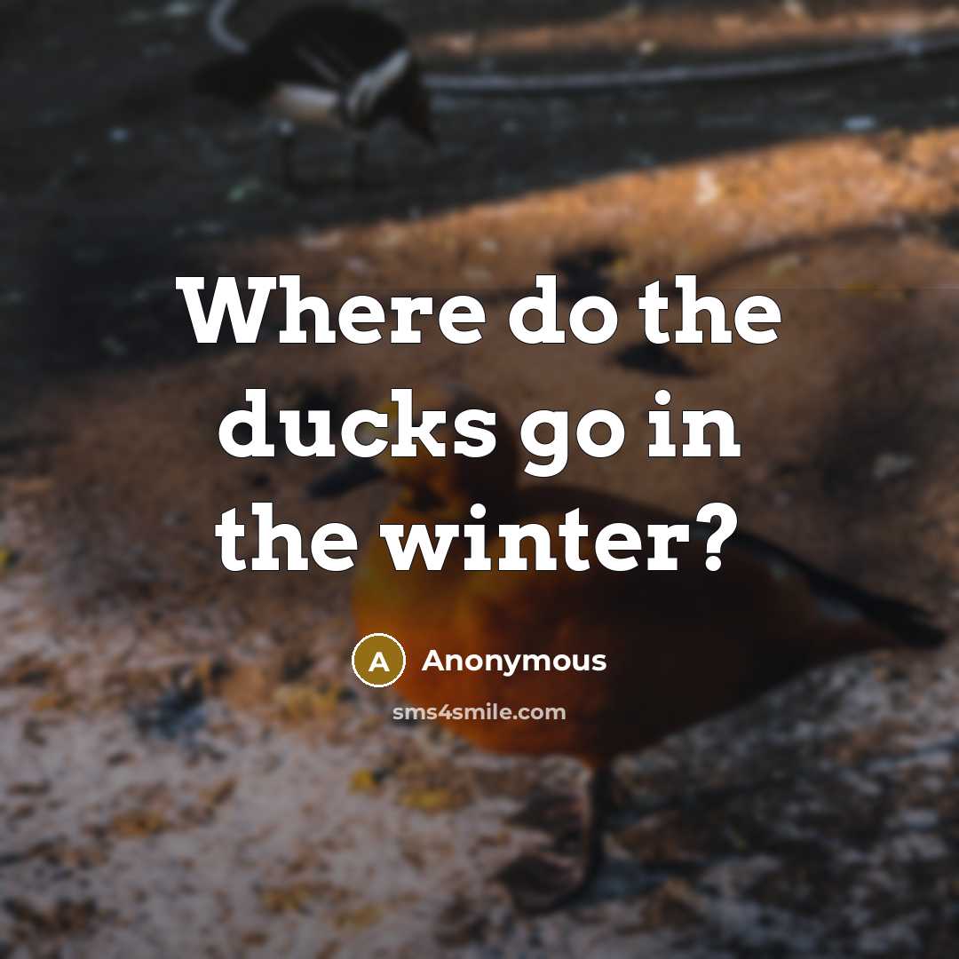 “Where do the ducks go in the winter?…” quote by Anonymous