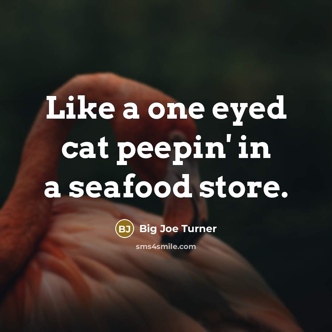 “Like a one eyed cat peepin' in a seafood store.…” quote by Big Joe Turner