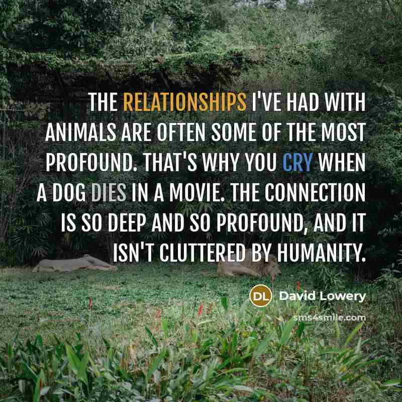 “The relationships I've had with animals are often some of the most profound. That's why you cry when a dog dies in a movie. The connection is so deep and so profound, and it isn't cluttered by humanity.” quote by David Lowery
