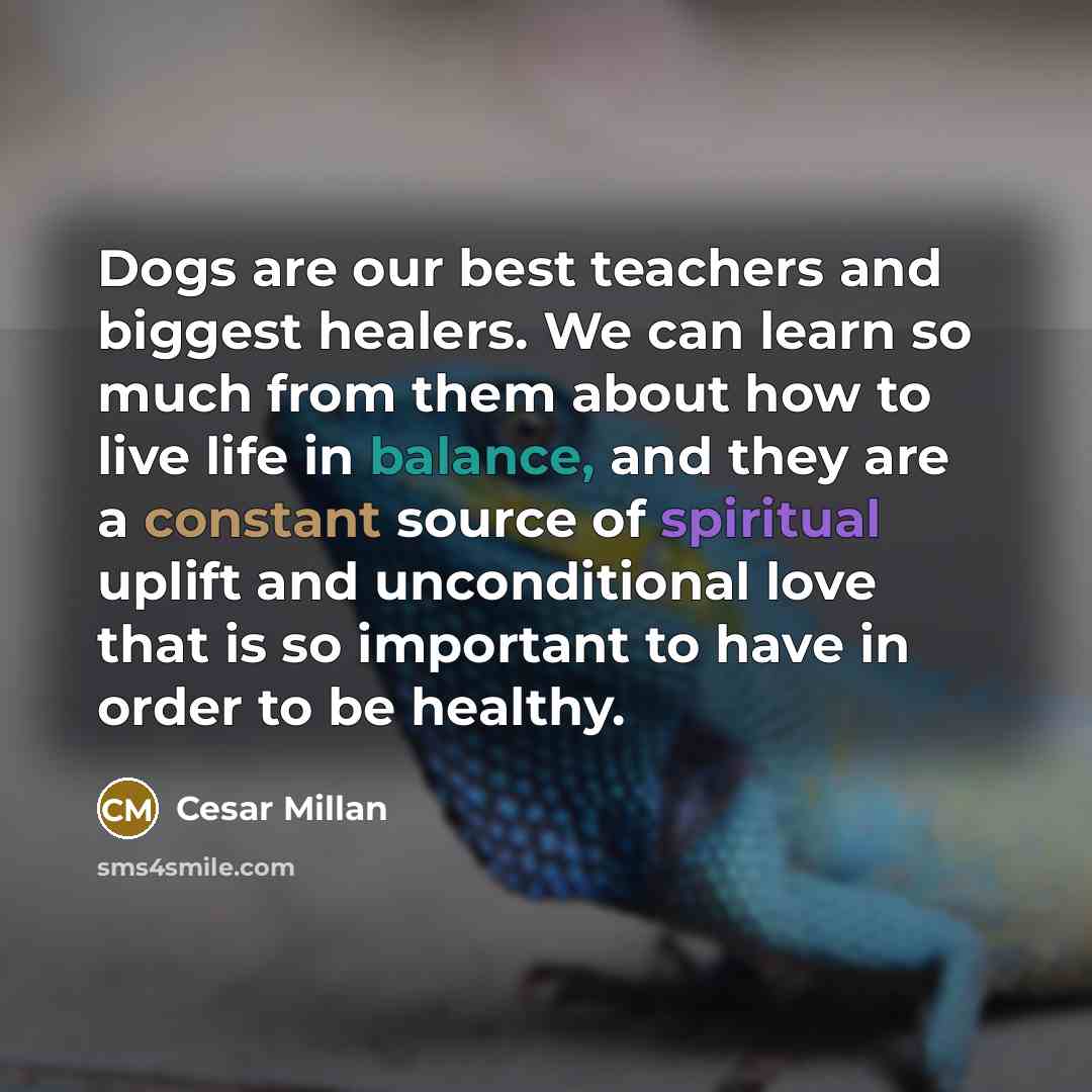 “Dogs are our best teachers and biggest healers. We can learn so much from them about how to live life in balance, and they are a constant source of spiritual uplift and unconditional love that is so important to have in order to be healthy.” quote by Cesar Millan