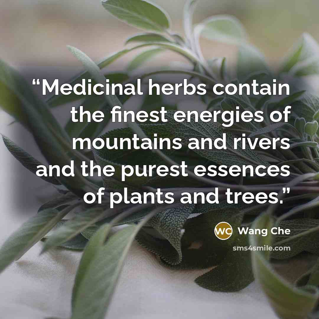 “Medicinal herbs contain the finest energies of mountains and rivers and the purest essences of plants and trees.” quote by Wang Che