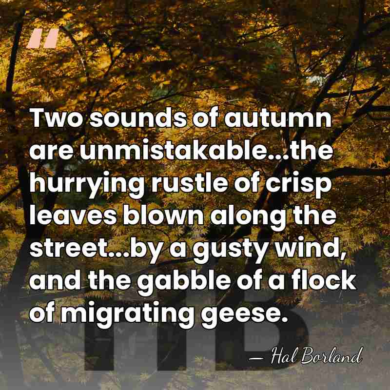 Two sounds of autumn are unmistakable...the hurrying rustle of crisp leaves blown&hellip; - Hal Borland