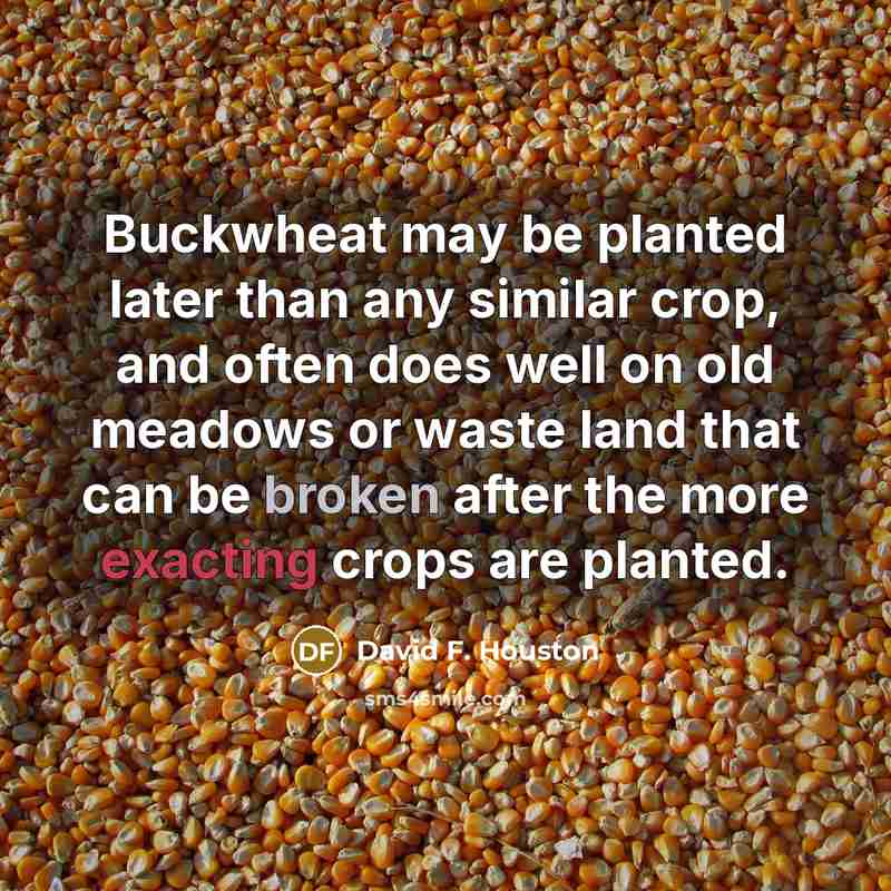 “Buckwheat may be planted later than any similar crop, and…” quote by David F. Houston