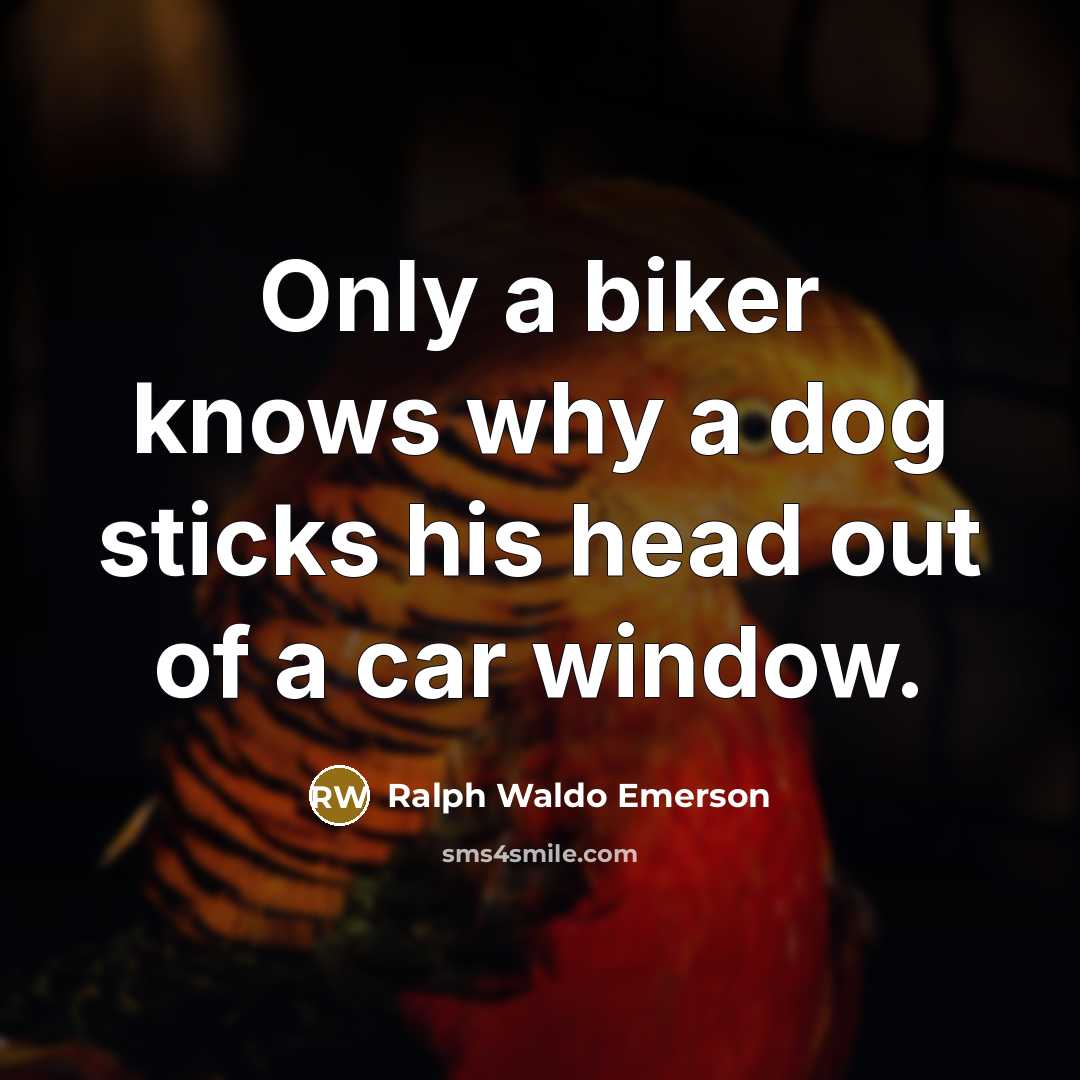 “Only a biker knows why a dog sticks his head out of a car window.” quote by Ralph Waldo Emerson