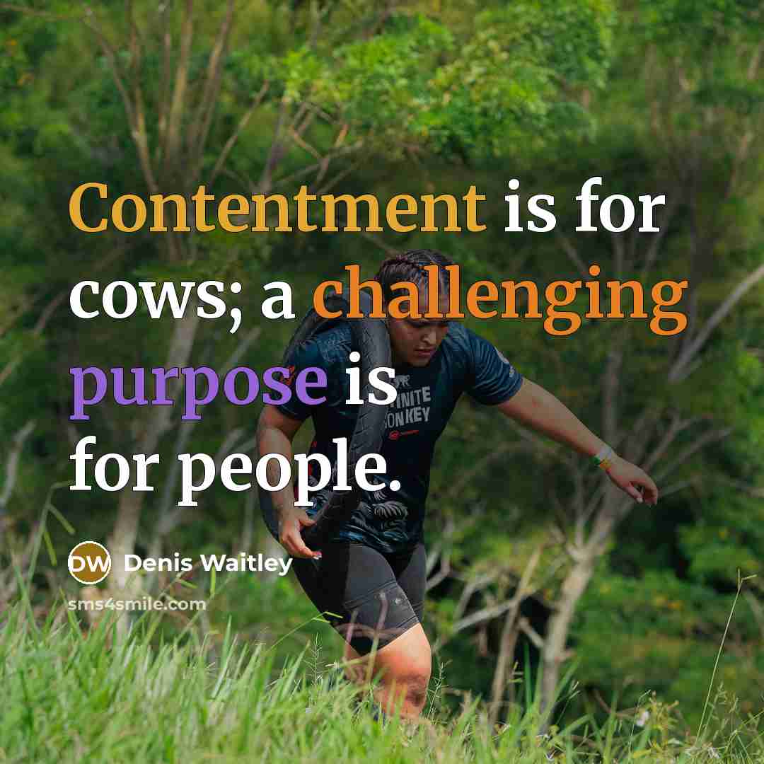 “Contentment is for cows; a challenging purpose is for people.” quote by Denis Waitley