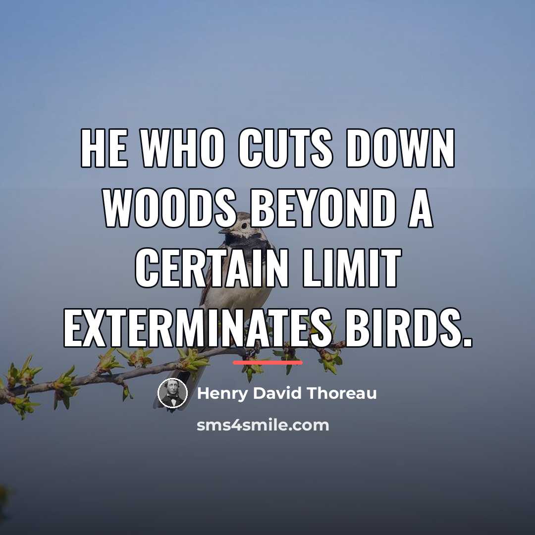 “He who cuts down woods beyond a certain limit exterminates…” quote by Henry David Thoreau