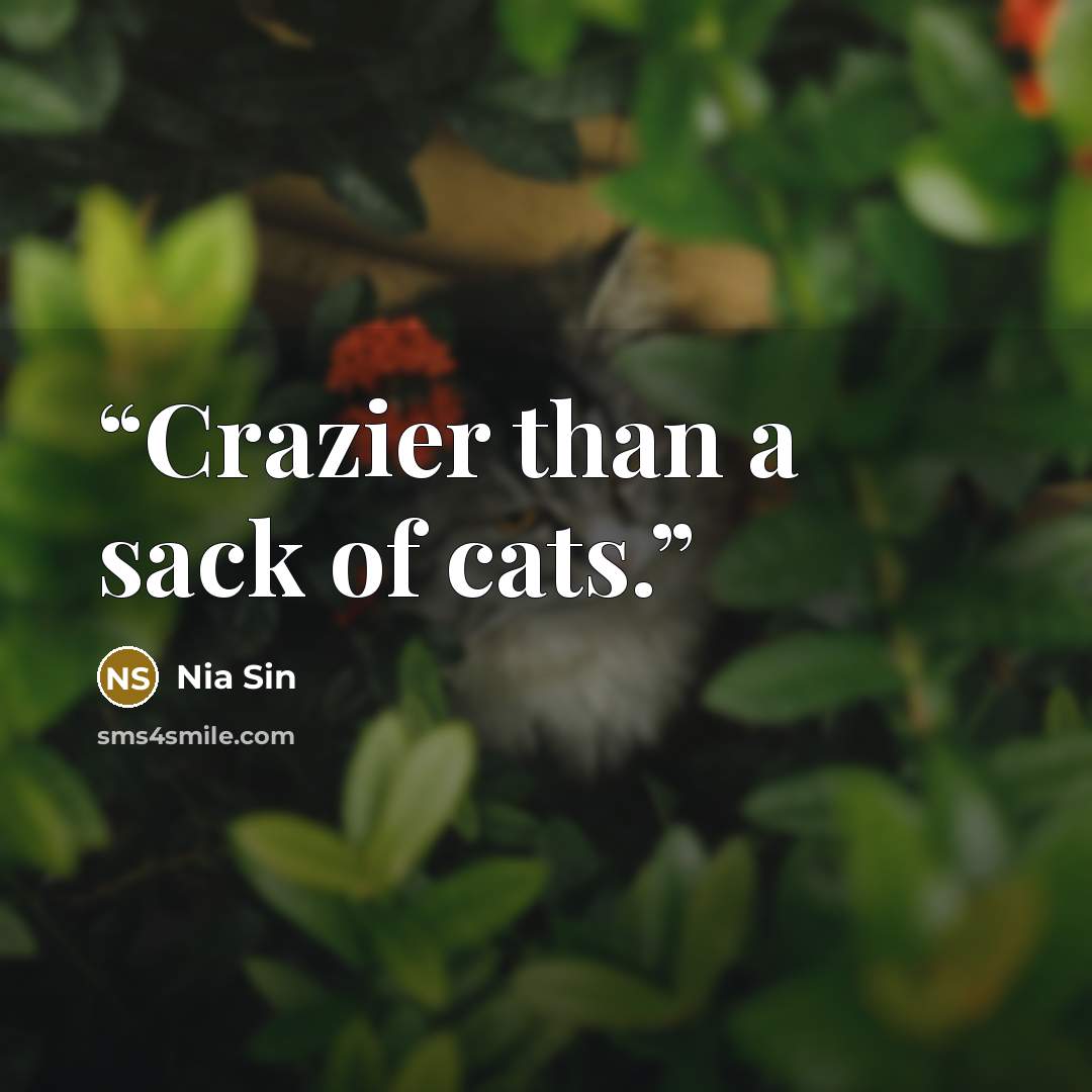 “Crazier than a sack of cats.” quote by Nia Sin