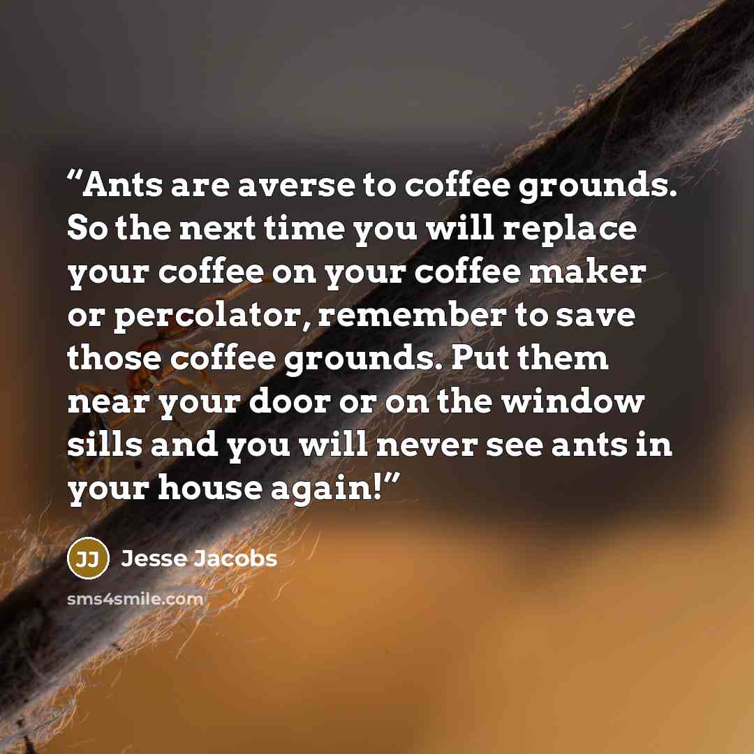 “Ants are averse to coffee grounds. So the next time you will replace your coffee on your coffee maker or percolator, remember to save those coffee grounds. Put them near your door or on the window sills and you will never see ants in your house again!” quote by Jesse Jacobs