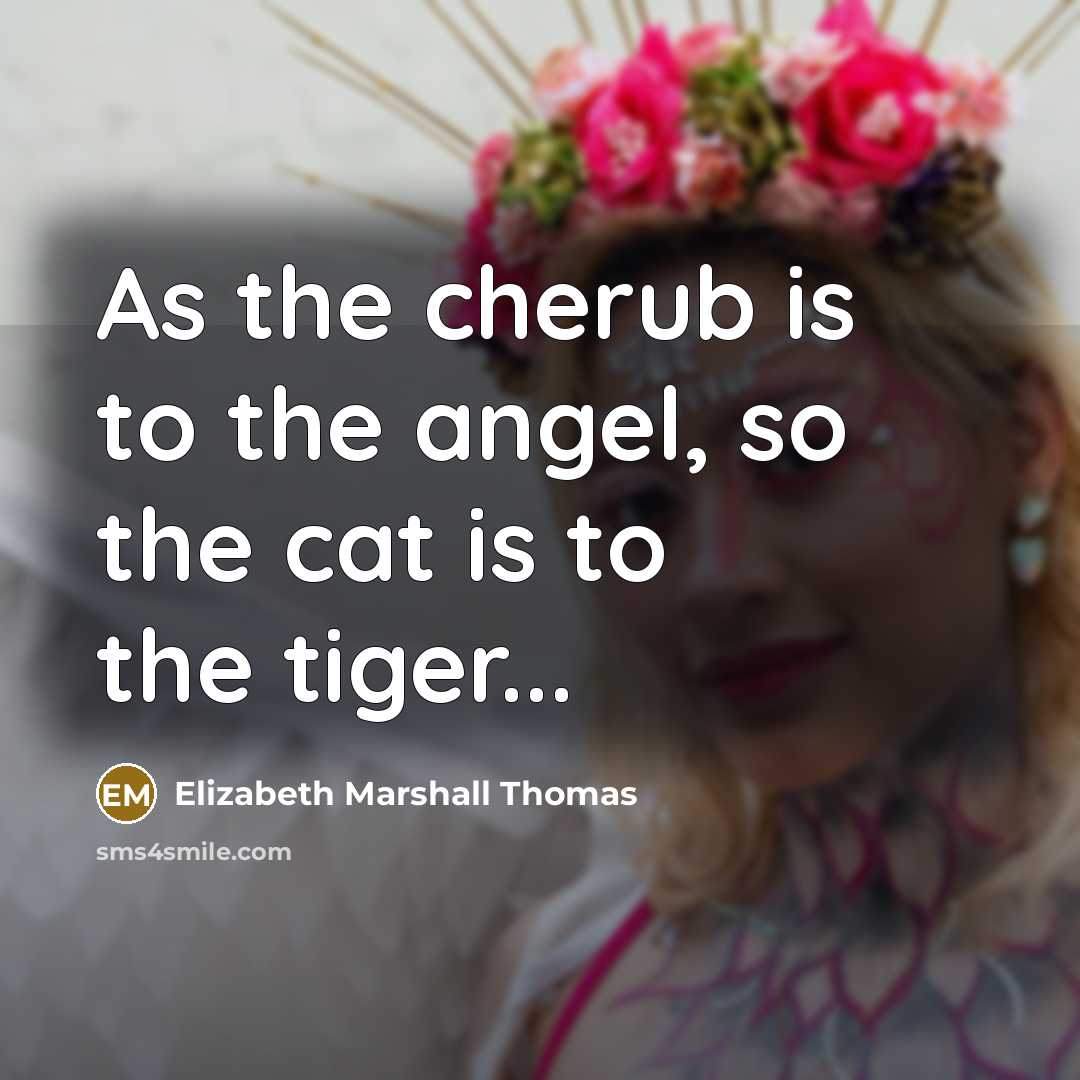 “As the cherub is to the angel, so the cat…” quote by Elizabeth Marshall Thomas