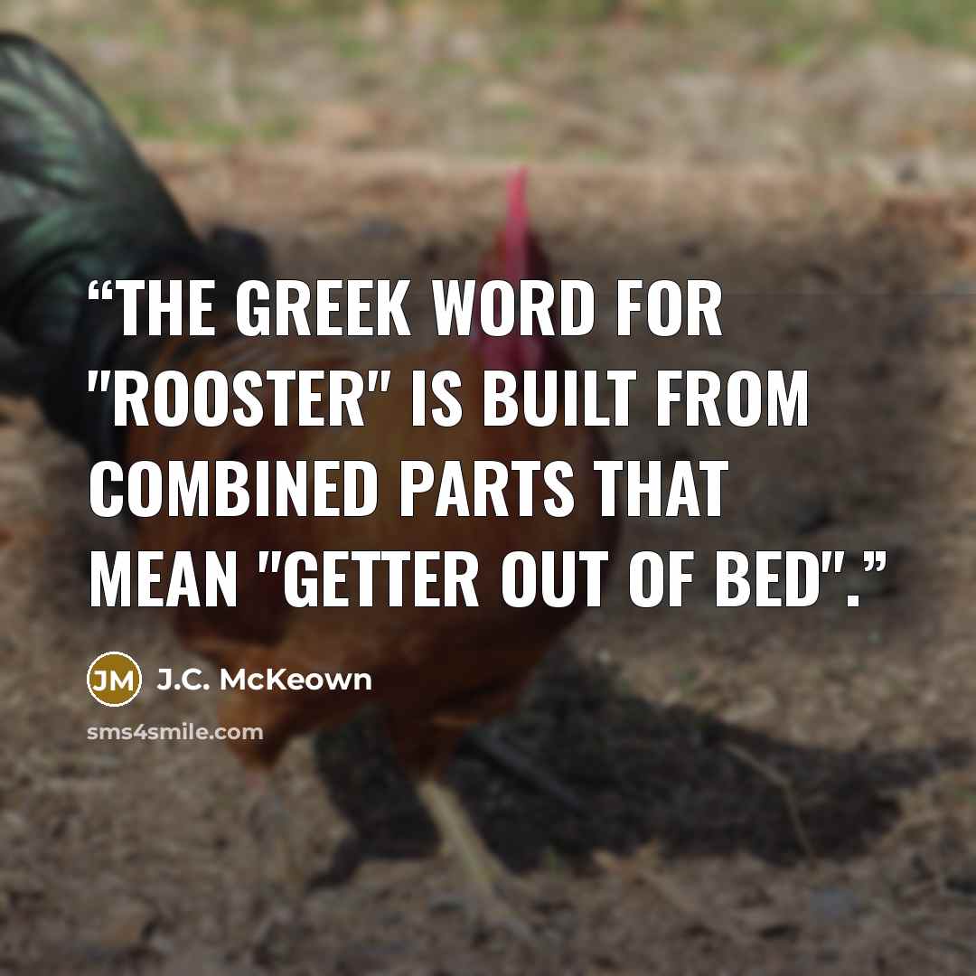 “The Greek word for "rooster" is built from combined parts that mean "getter out of bed".” quote by J.C. McKeown