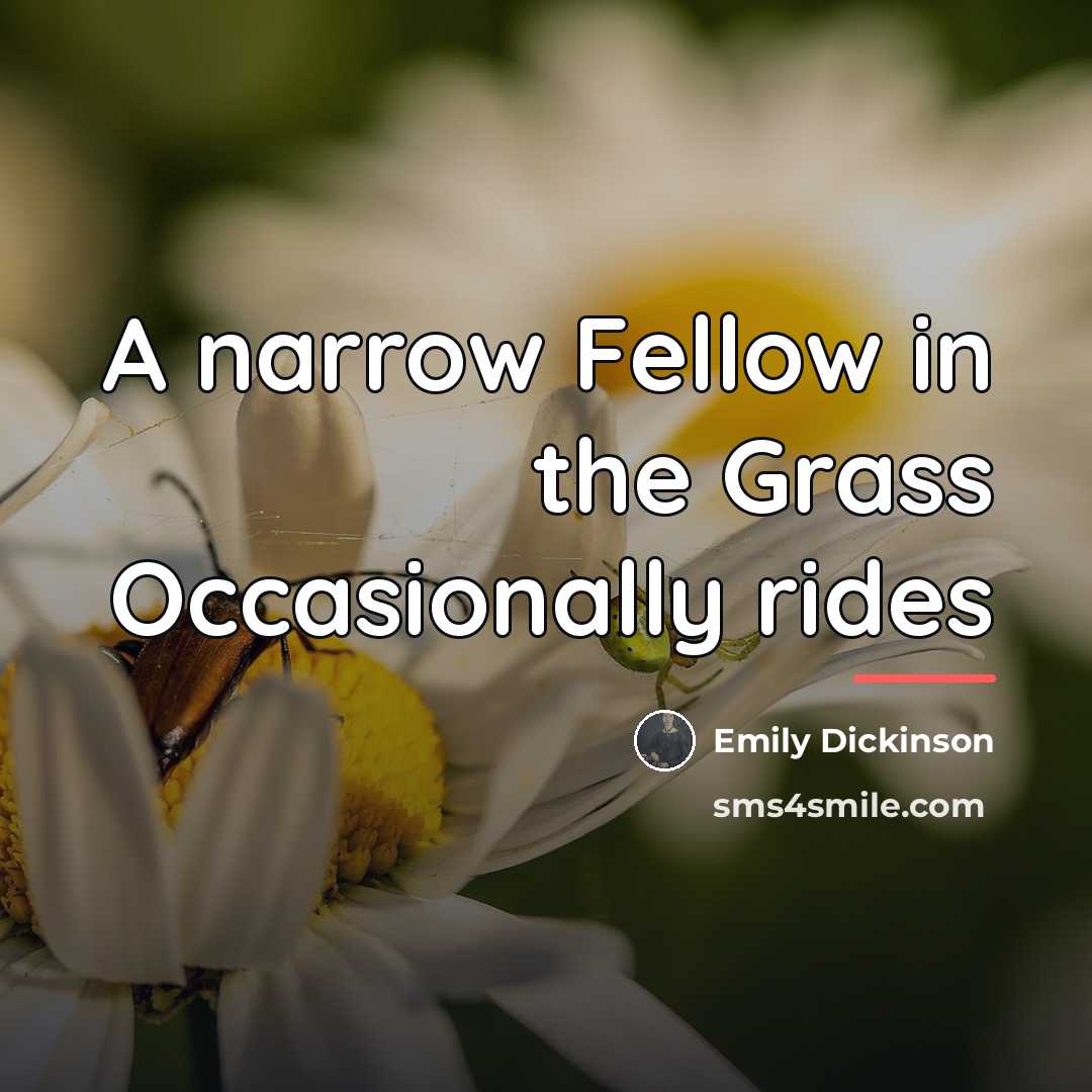 “A narrow Fellow in the Grass Occasionally rides…” quote by Emily Dickinson