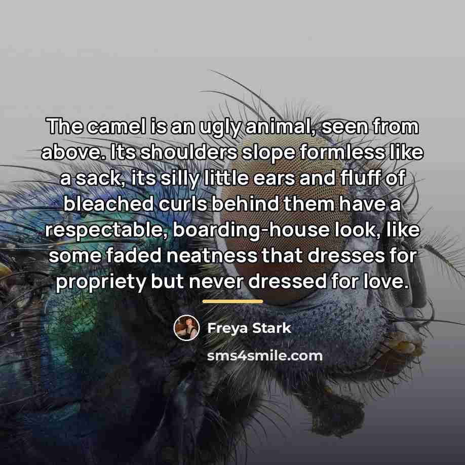 “The camel is an ugly animal, seen from above. Its…” quote by Freya Stark