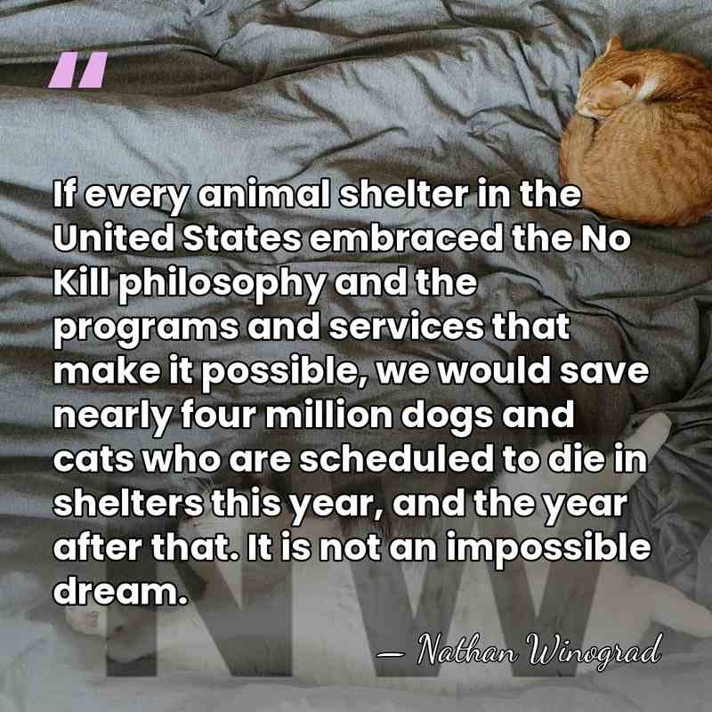 If every animal shelter in the United States embraced the No Kill&hellip; - Nathan Winograd