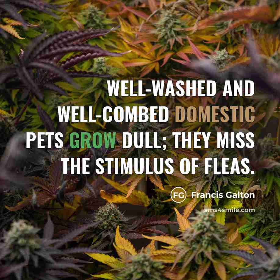 “Well-washed and well-combed domestic pets grow dull; they miss the stimulus of fleas.” quote by Francis Galton