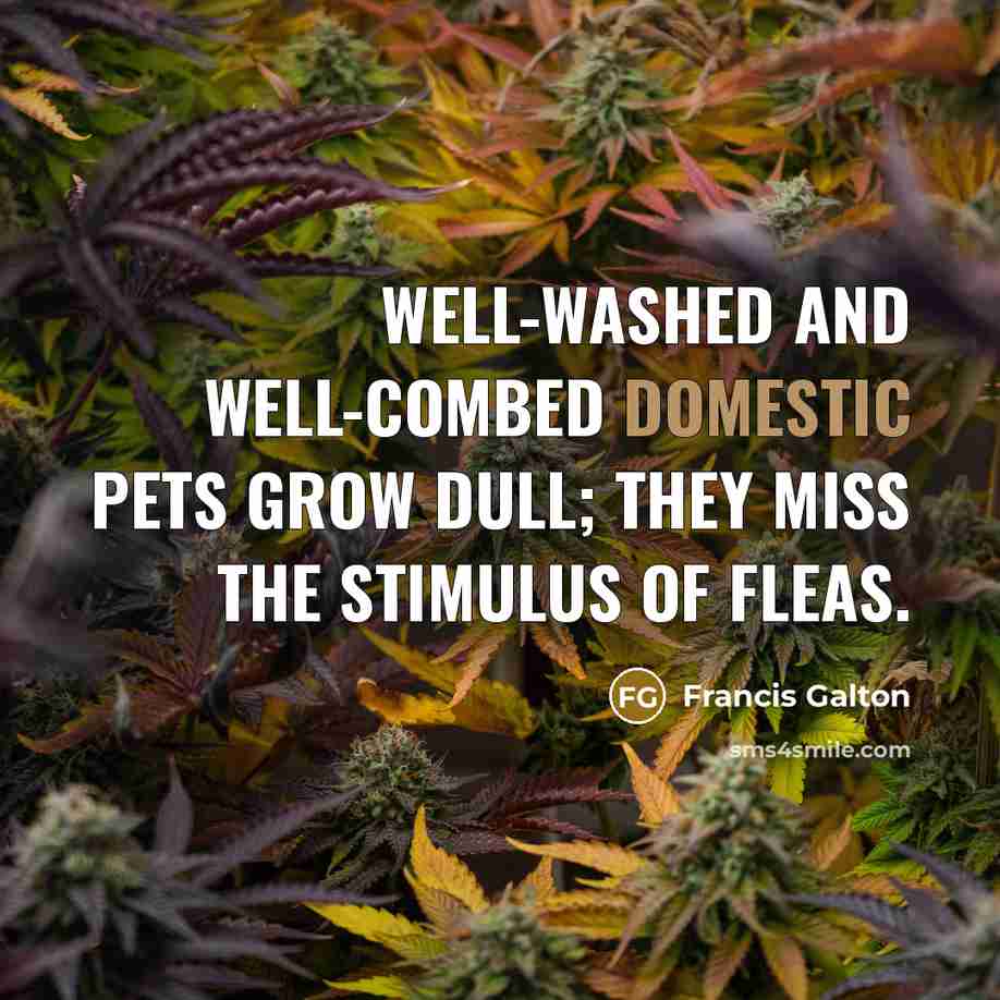 “Well-washed and well-combed domestic pets grow dull; they miss the…” quote by Francis Galton
