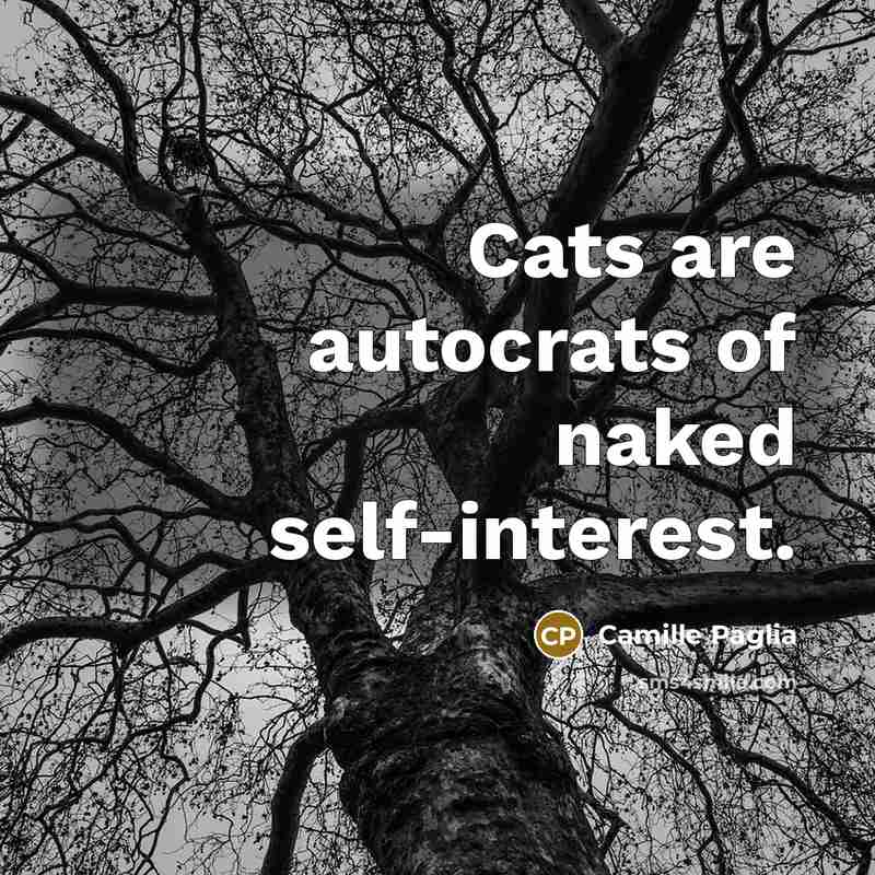 “Cats are autocrats of naked self-interest.” quote by Camille Paglia