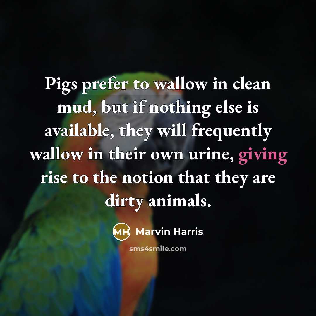 “Pigs prefer to wallow in clean mud, but if nothing…” quote by Marvin Harris