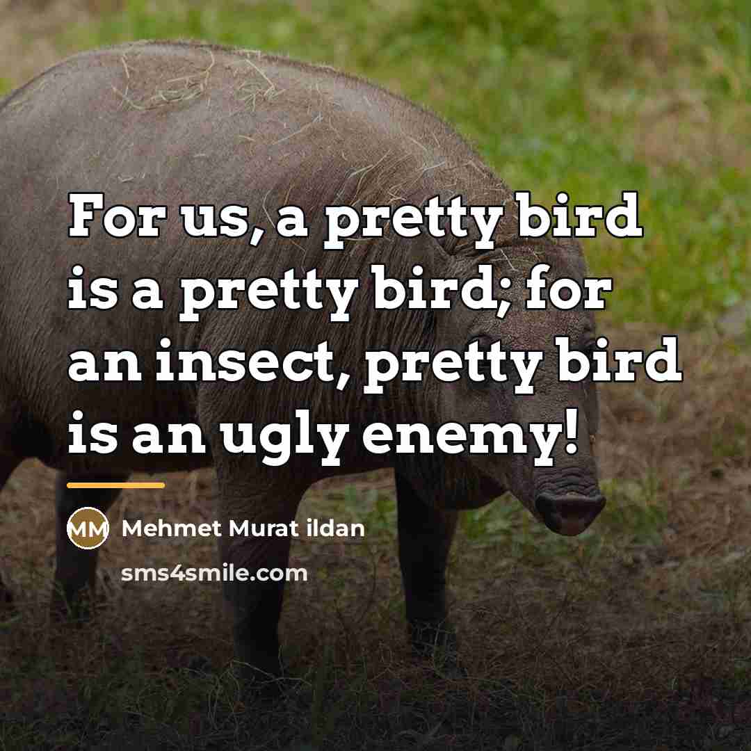 “For us, a pretty bird is a pretty bird; for…” quote by Mehmet Murat Ildan