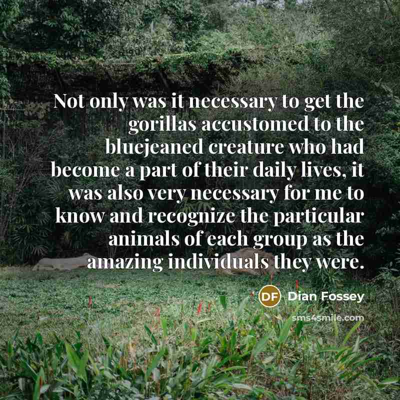 “Not only was it necessary to get the gorillas accustomed…” quote by Dian Fossey