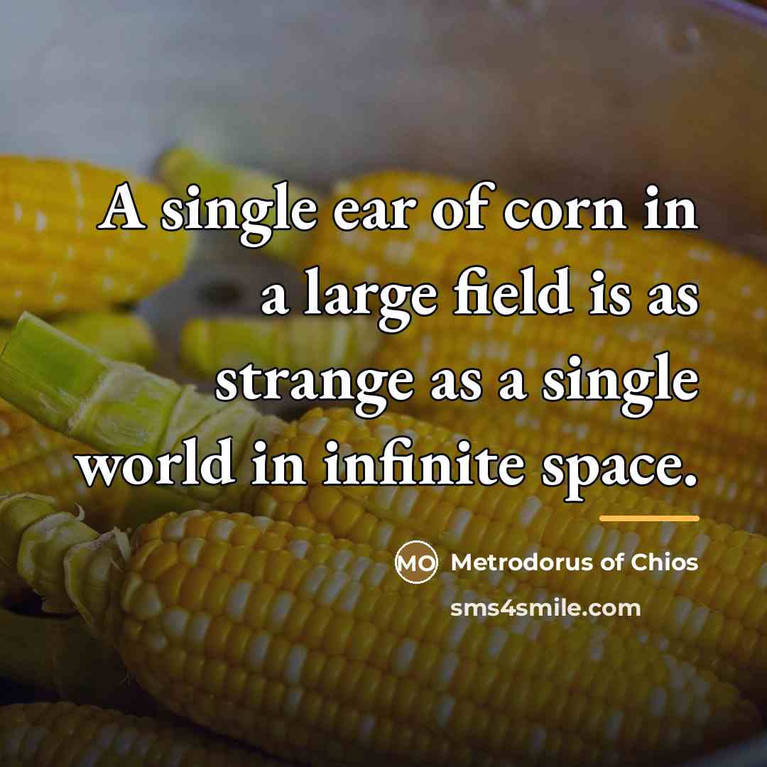 “A single ear of corn in a large field is…” quote by Metrodorus of Chios